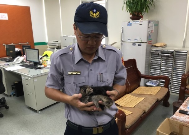 1050831新北四小貓躲遮雨棚　好心住戶救下送警(圖示)