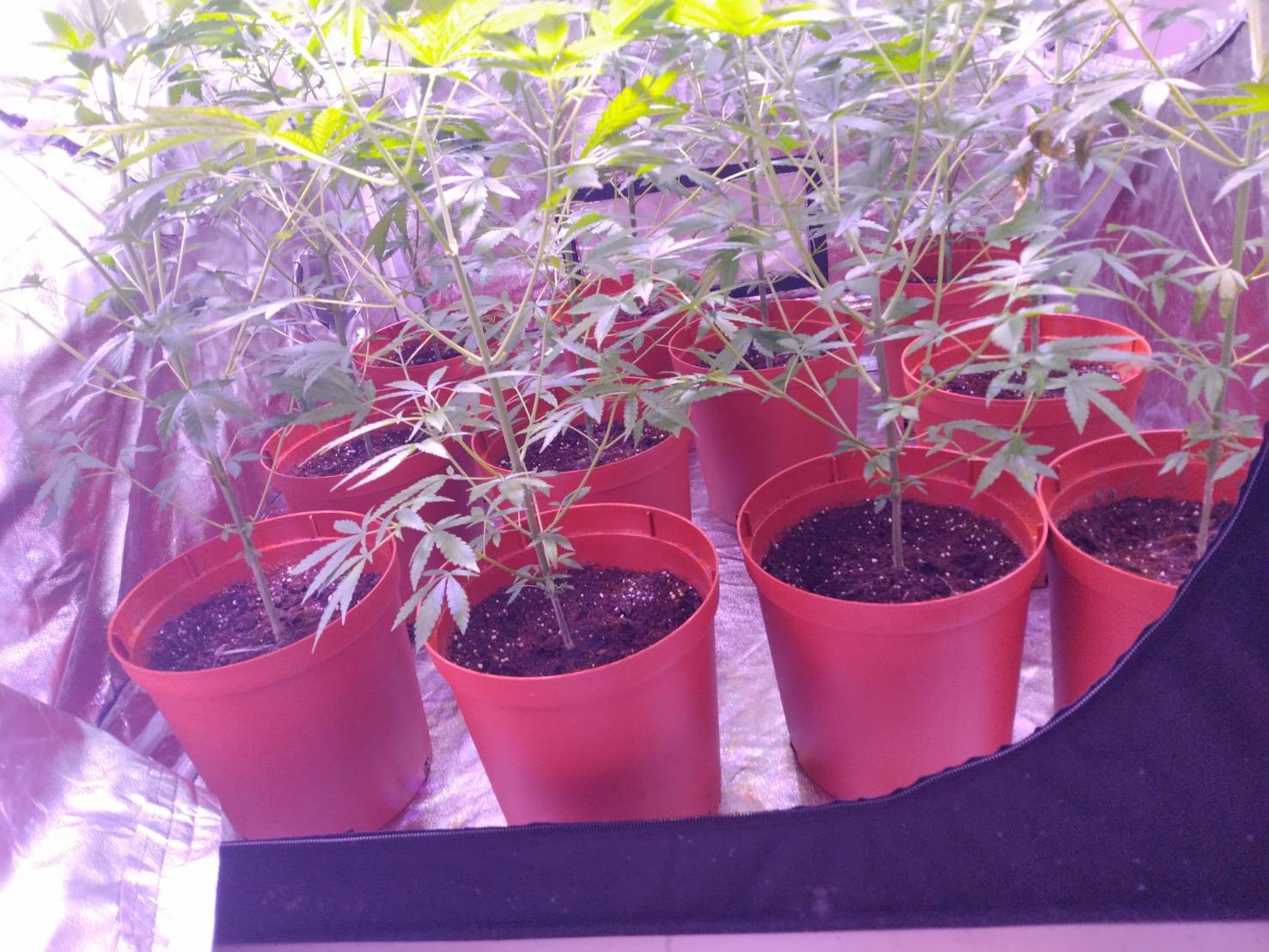 大麻成株